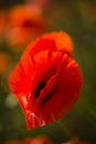 Field of red poppy flowers under the sun. Royalty Free Stock Photo