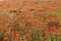 Field of red poppy flowers under the sun. Royalty Free Stock Photo
