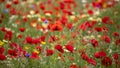 Field with red poppys Royalty Free Stock Photo