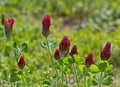 Crimson clover, Trifolium incarnatum