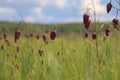 A field of red snake's heads (Fritillaria meleagris) with shallow depth of field.