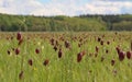 A field of red snake's heads (Fritillaria meleagris) with shallow depth of field.