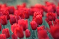 A field of red tulip in the shadows of trees