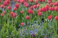 Field of Red Tulips