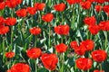 Field of red tulips Royalty Free Stock Photo