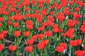 Field of red tulips Royalty Free Stock Photo