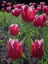 Field of red tulips