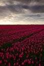 Field of red tulips in against a stormy looking sky, Holland tradition landscape, rainy day Royalty Free Stock Photo