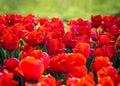 Field of red tulips