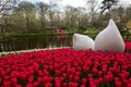 Field of Red Tulips