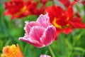 Field of red tulips Royalty Free Stock Photo