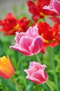 Field of red tulips Royalty Free Stock Photo