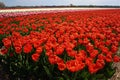 Red tulip field Holland Royalty Free Stock Photo