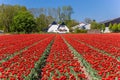 Field of red tulips in front of a house in Noordoostpolder Royalty Free Stock Photo