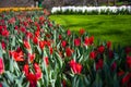 a field of red tulips in full bloom by a green tree Royalty Free Stock Photo