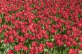 Field with red tulips in the netherlands. Red tulips background