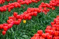 Field of red tulips with one yellow tulip, Skagit Valley, WA Royalty Free Stock Photo