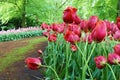 Field of red tulips in park, floral background