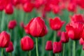 Field of red tulips in a park in spring. Flower full frame background Royalty Free Stock Photo