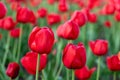 Field of red tulips in a park in spring. Flower full frame background Royalty Free Stock Photo
