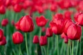 Field of red tulips in a park in spring. Flower full frame background Royalty Free Stock Photo