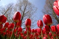 A field red tulips Royalty Free Stock Photo