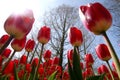 A field red tulips Royalty Free Stock Photo