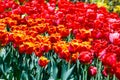 Field of red tulips with selective focus. Spring, floral background. Garden with flowers. Nature Royalty Free Stock Photo