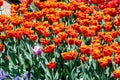 Field of red tulips with selective focus. Spring, floral background. Garden with flowers. Nature Royalty Free Stock Photo