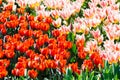 Field of red tulips with selective focus. Spring, floral background. Garden with flowers. Nature Royalty Free Stock Photo