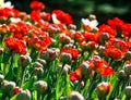 Field of red tulips with selective focus. Spring, floral background. Garden with flowers. Nature Royalty Free Stock Photo