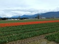 Field Of red Tulips - Sunflower Festival