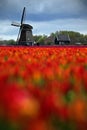 Field of red tulips with windmill in against a stormy looking sky, Holland tradition landscape, rainy day Holland, Netherlands Royalty Free Stock Photo