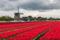 Field with red tulips and a windmill in springtime Royalty Free Stock Photo
