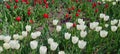 Field of Red and White Tulips Royalty Free Stock Photo