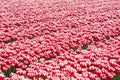 Field red white tulips Royalty Free Stock Photo