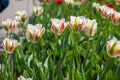 Field of red and white tulips