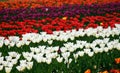 Field of red and white tulips Royalty Free Stock Photo