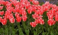 Field of red and white tulips  in the month of May Royalty Free Stock Photo