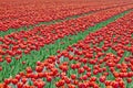 Field red white tulips in Netherlands Royalty Free Stock Photo