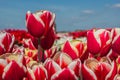 Field of red white tulips Royalty Free Stock Photo