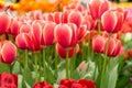 Field of a red and white tulips with other tulips in the background on a sunny day Royalty Free Stock Photo