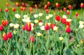 Field of red and white tulips Royalty Free Stock Photo