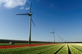 Field of red and white tulips and wind turbines