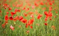 Field of red wild poppies shallow depth of field photo