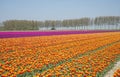 Field of red yellow anmd purple tulips in holland Royalty Free Stock Photo