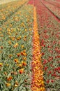 Tulip fields with fallen petals Royalty Free Stock Photo