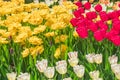 Field of red, yellow, white and purple tulips. Flower background. Summer garden landscape Royalty Free Stock Photo