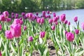 Field of redpurple tulips Royalty Free Stock Photo