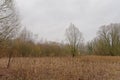 Field with reed and bare trees in the Wallonian countryside